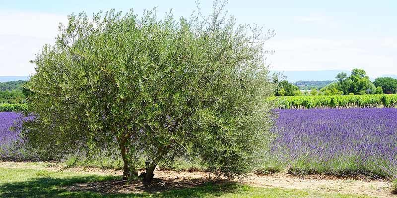 Alberi Secolari