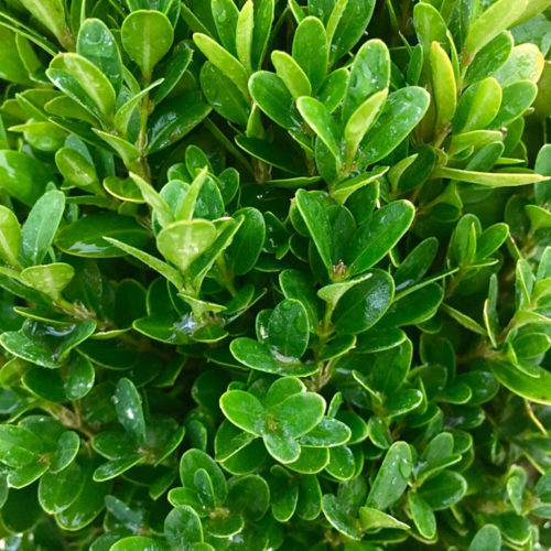 Buxus