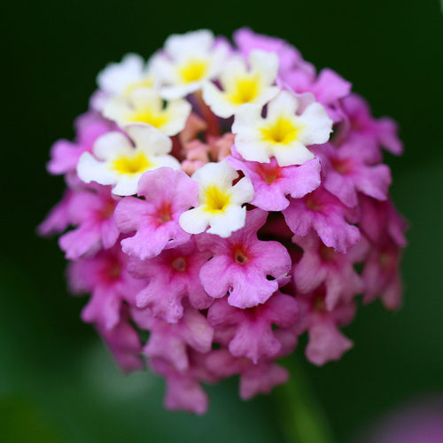 Lantana