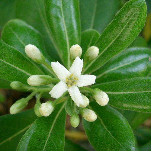 Pittosporum