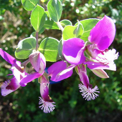 Polygala