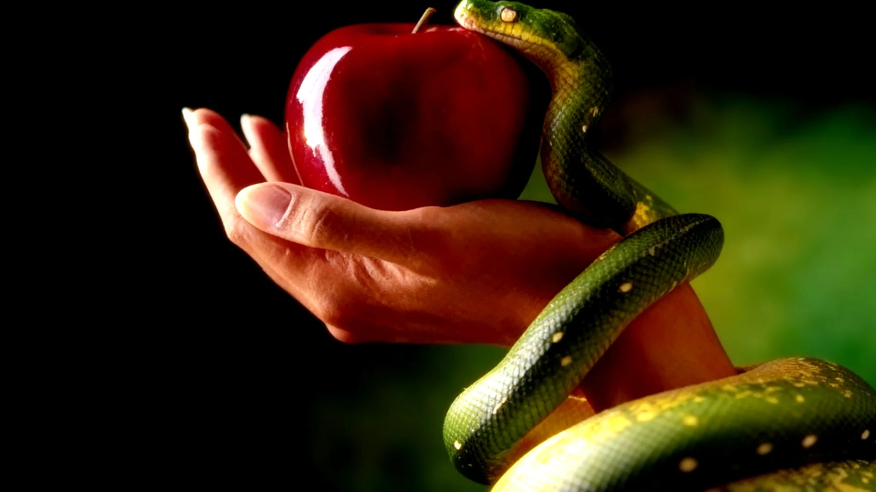 Forbidden Fruit2026-02-16T06:39:46.412Z"